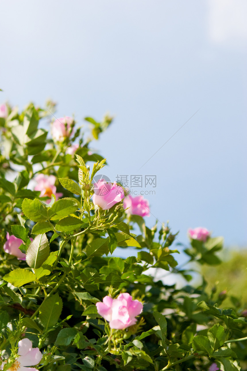 狗玫瑰背景植物学野花天空植物群野蔷薇季节场景衬套花瓣蓝色图片