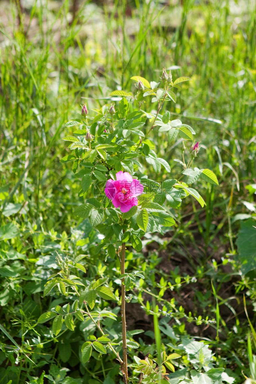 一条狗叶子土地树篱玫瑰花瓣墙纸投标季节植物群蓝色图片