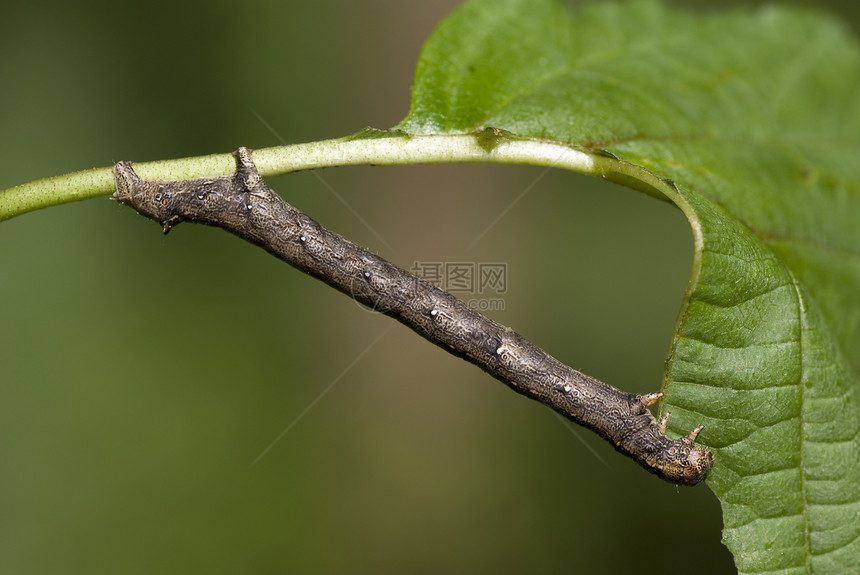 毛毛虫环境动物群美丽昆虫棕色宏观毛虫绿色植物图片