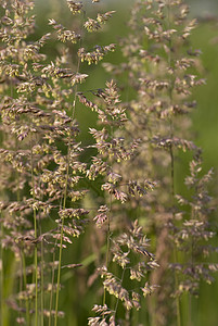 瑞发绿色叶子根茎稻草草地植物群背景植物甘蔗背景图片