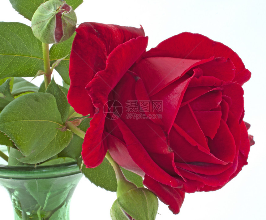玫瑰绿色叶子红色花盆图片