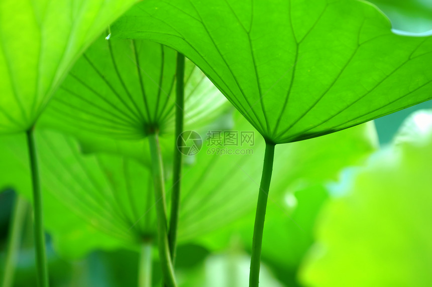 荷叶百合花园树叶灌木荷花莲花状花瓣异国叶子生物学图片