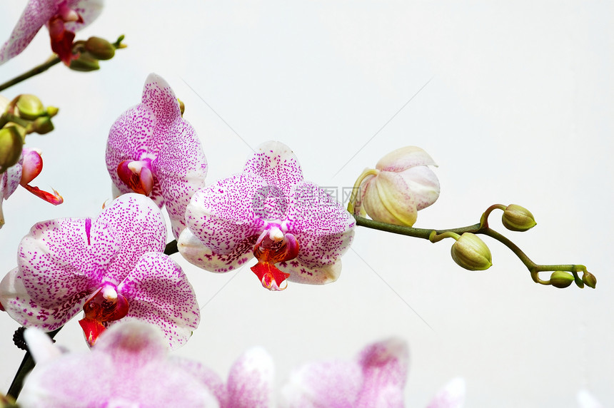 有粉红斑点的白兰花草本植物繁荣条纹雌蕊生态风化花萼荒野栽培叶子图片