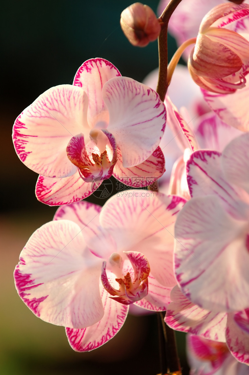白兰花花瓣园艺荒野栽培生物学温室生态繁荣杓兰紫色图片