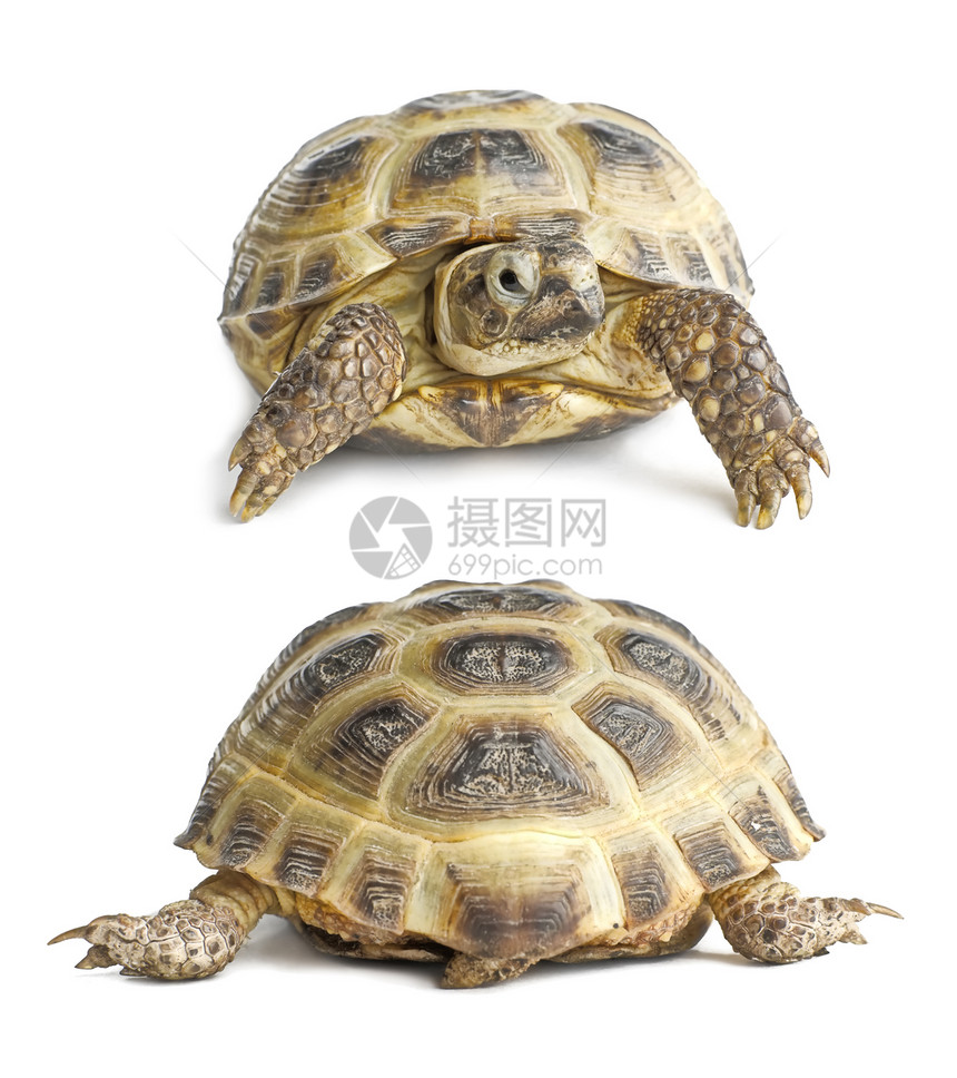 乌龟脸和背部孤立图片