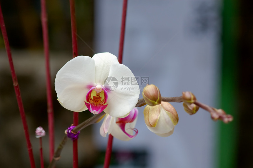 白兰花荒野花萼雌蕊风化园艺花园叶子草本植物芦荟繁荣图片