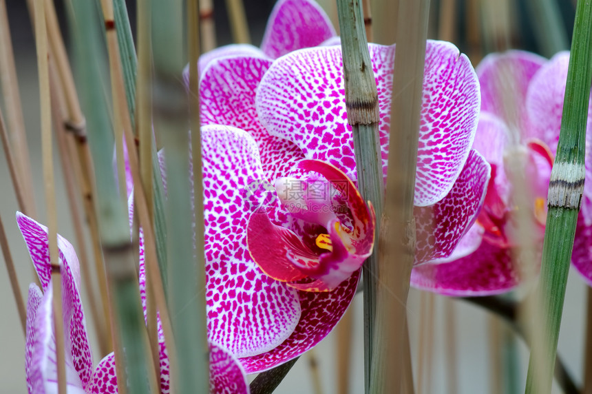 粉红色兰花园艺芦荟雌蕊紫色生物学花园叶子生态草本植物热带图片