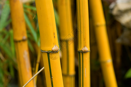 竹子黄色圆形植物叶子植物学绿色木头生物学平行线森林高清图片