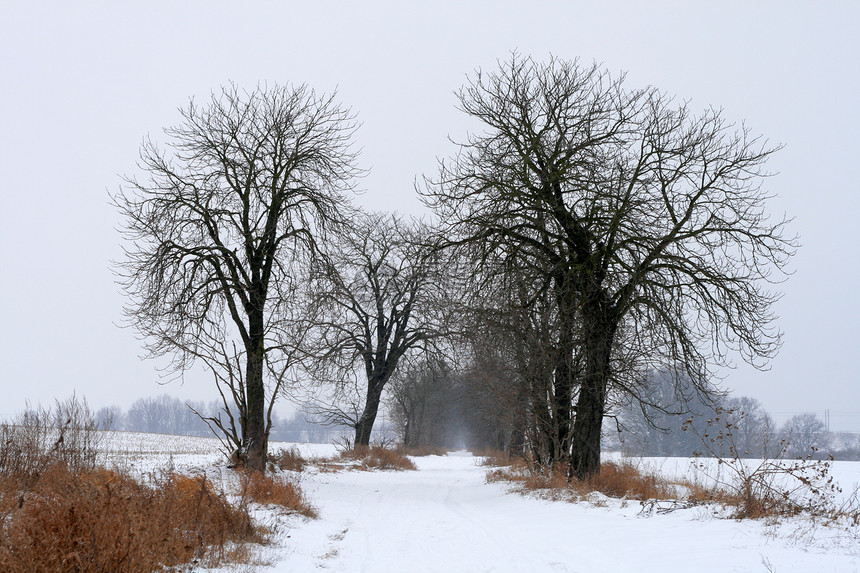 冬季风景日光抛光小径树木荒野冻结森林图片