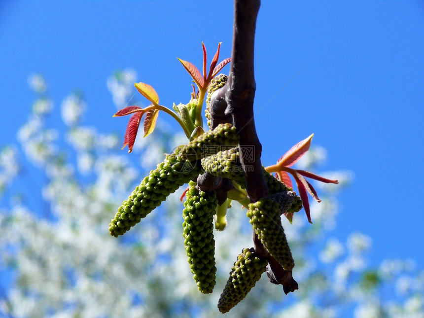春季时间棕色核桃发芽生长叶子绿色木头植物植物群图片