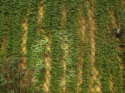 长谷墙树叶植物绿色叶子背景图片
