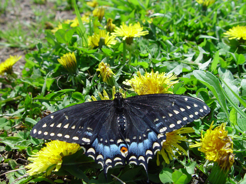 蝴蝶试探者斑点昆虫植物生物学绿色蓝色宏观花园漏洞图片