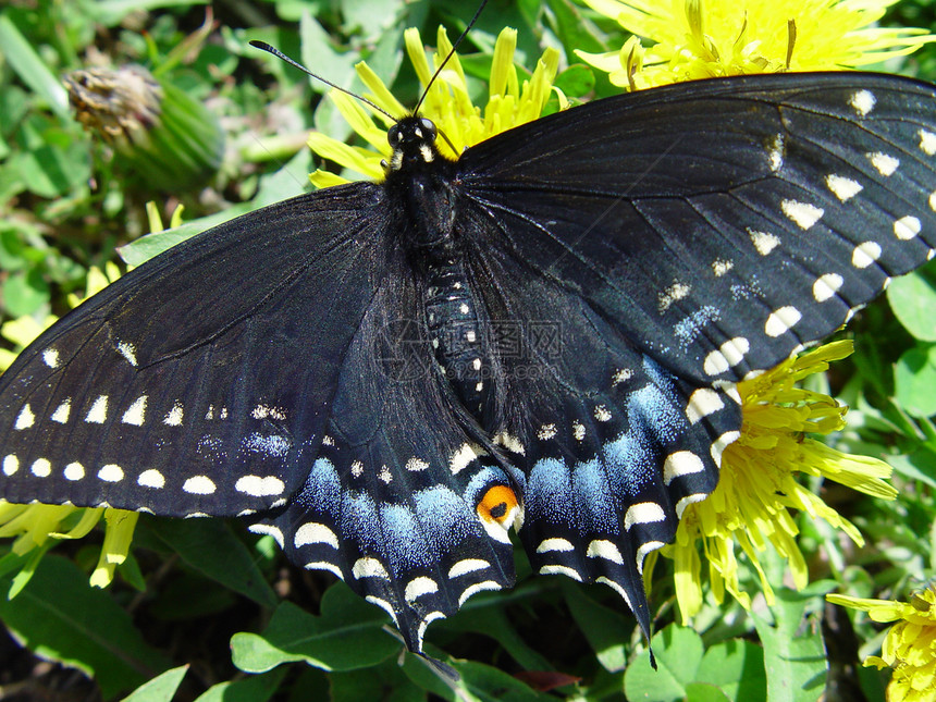 蝴蝶黑色试探者漏洞翅膀触角斑点昆虫植物蓝色花园图片