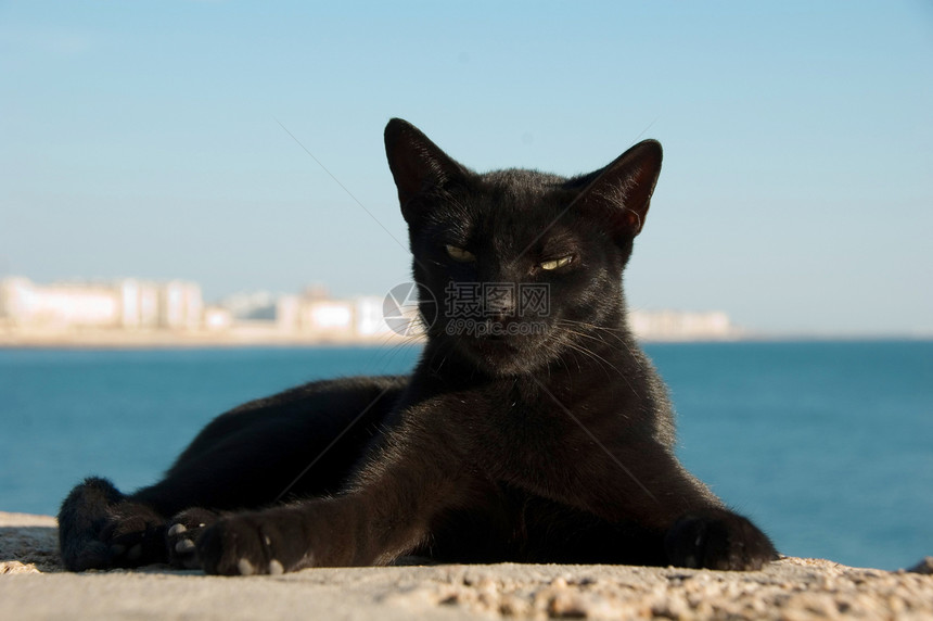 西班牙卡迪兹的猫图片