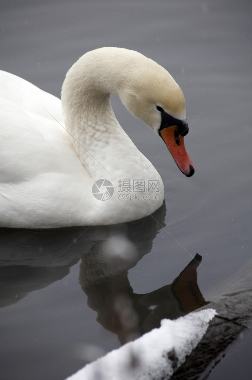 天鹅游泳翅膀野生动物白色脖子蓝色池塘荒野羽毛反射图片