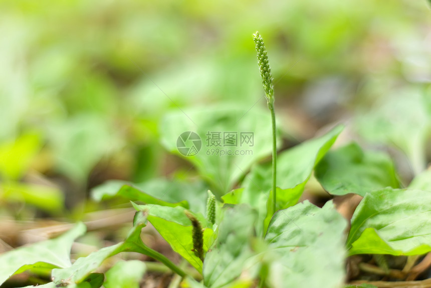 小草荒野边缘叶子绿色植物墙纸公园宏观淋浴植物草本植物图片