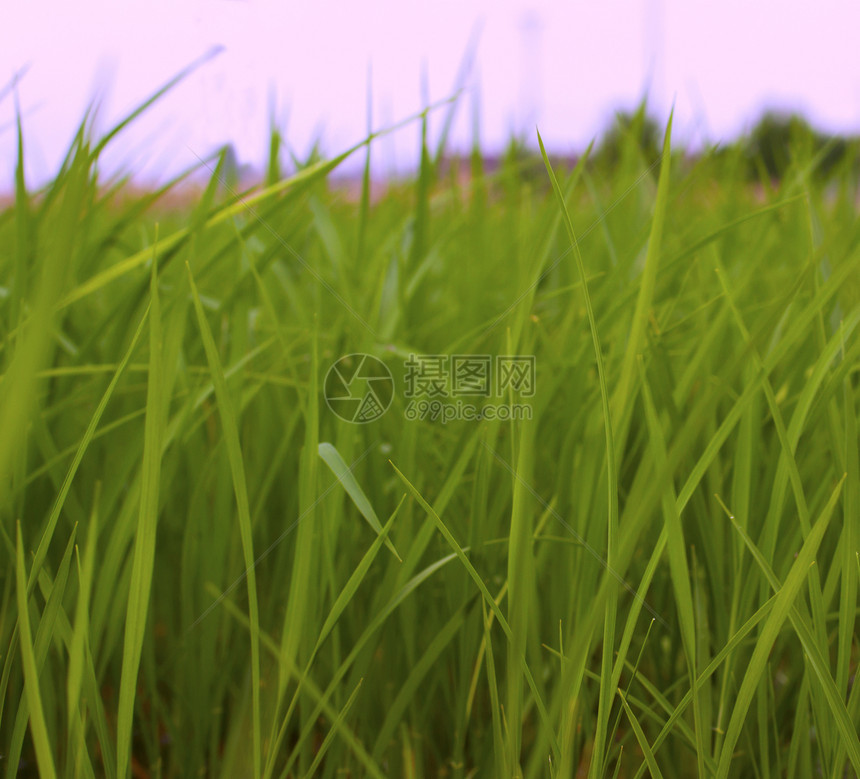青草农业草本植物绿色生长谷物图片