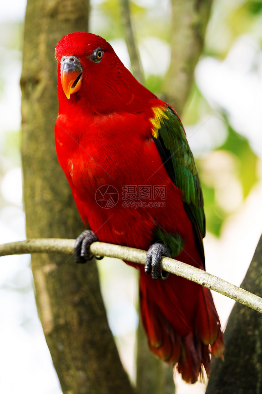 彩色鹦鹉热带金刚鹦鹉色彩宠物翅膀气候异国主题动物颜色图片