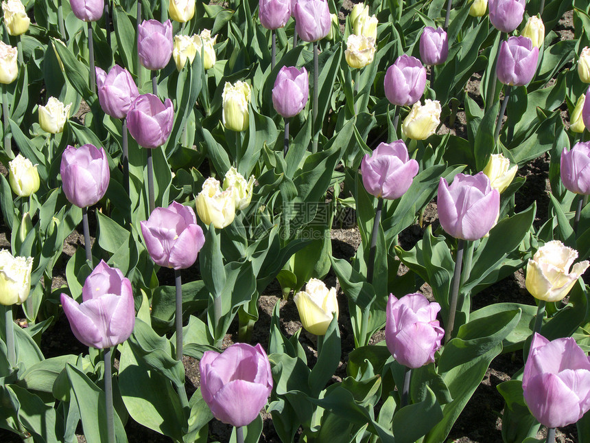 图利页季节性紫色公园花园植物群绿色郁金香黄色植物花瓣图片