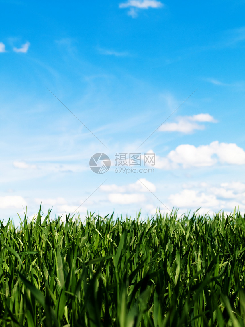 春天的青小麦田蓝色收成天空生长谷物农业农村环境食物草本植物图片