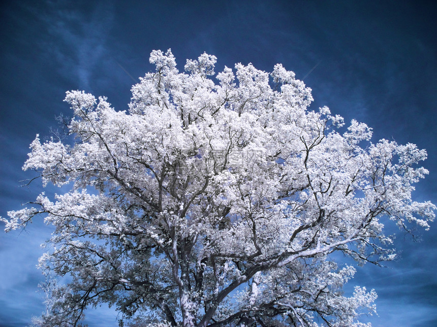 美丽的白树树叶白色植物学环境分支机构叶子森林蓝色农村植物图片