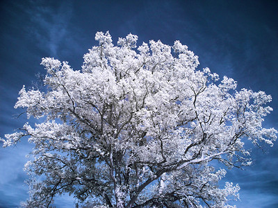 美丽的白树树叶白色植物学环境分支机构叶子森林蓝色农村植物背景图片