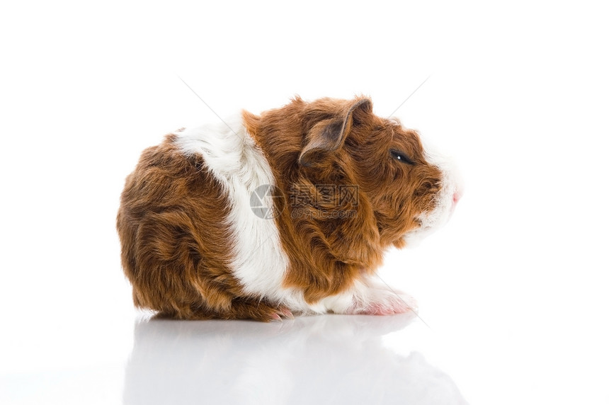 婴儿实验性小猪头发哺乳动物动物食物宠物新生沙鼠棕色宏观鼻子图片