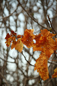 红黄秋叶作为背景背景图片