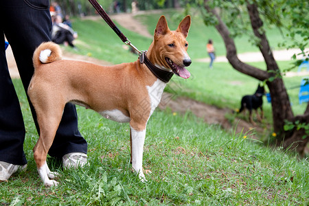 自恋辛巴狗常备基地棕色项圈猎犬公园水平动物群黑色绿色树叶动物背景