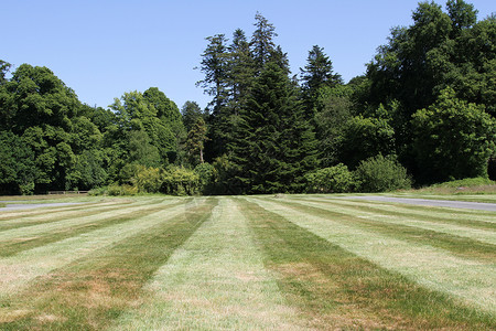 草地的线状模式背景图片