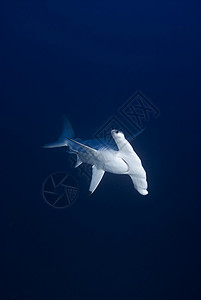 锤头鲨鱼前视线高清图片