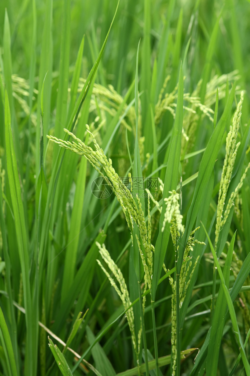 稻田大米热带季节叶子宏观农村农场收成农田草地生长图片