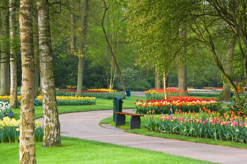 带有多种颜色的郁金花在公园中的路径图片