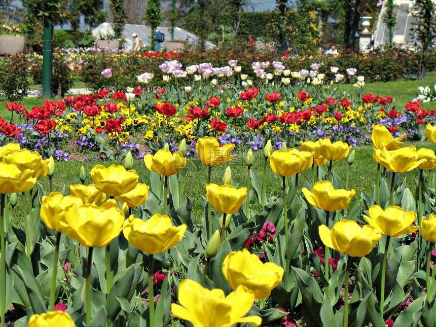 黄色和红色郁金香土地天空公园叶子蓝色树篱白色绿色紫色花朵图片