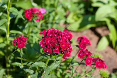 野生康诺花束玫瑰植物群宏观花园季节紫色草地植物晴天背景图片