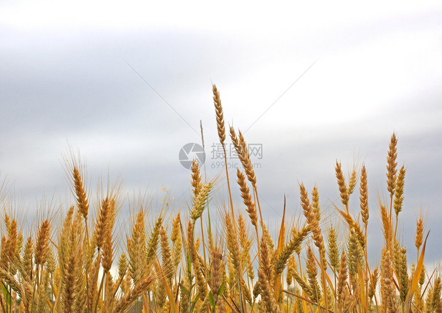 小麦种子谷物蓝色草地植物粮食乡村农业收成生长图片