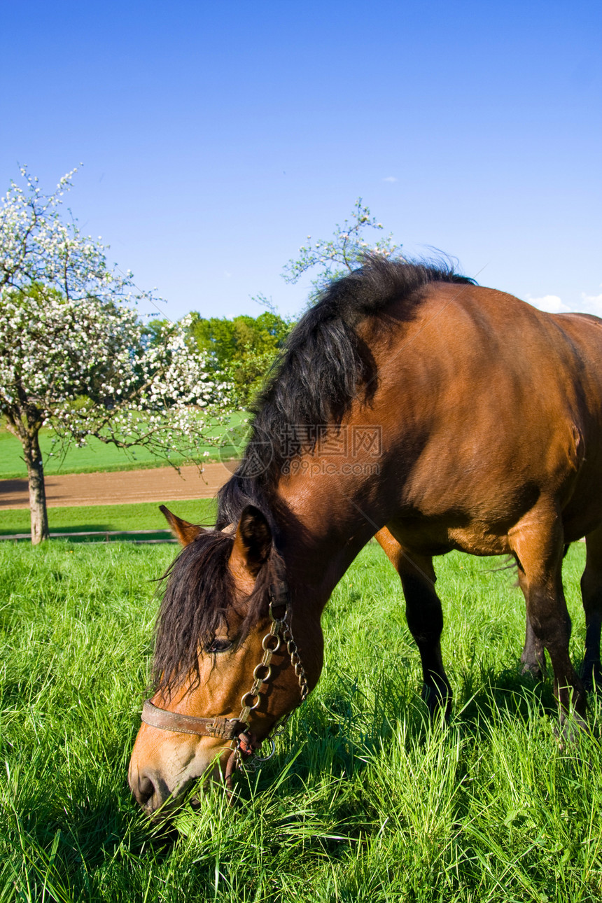 马匹在草地上牧场棕色天空小马蓝色森林马属尾巴哺乳动物乡村图片