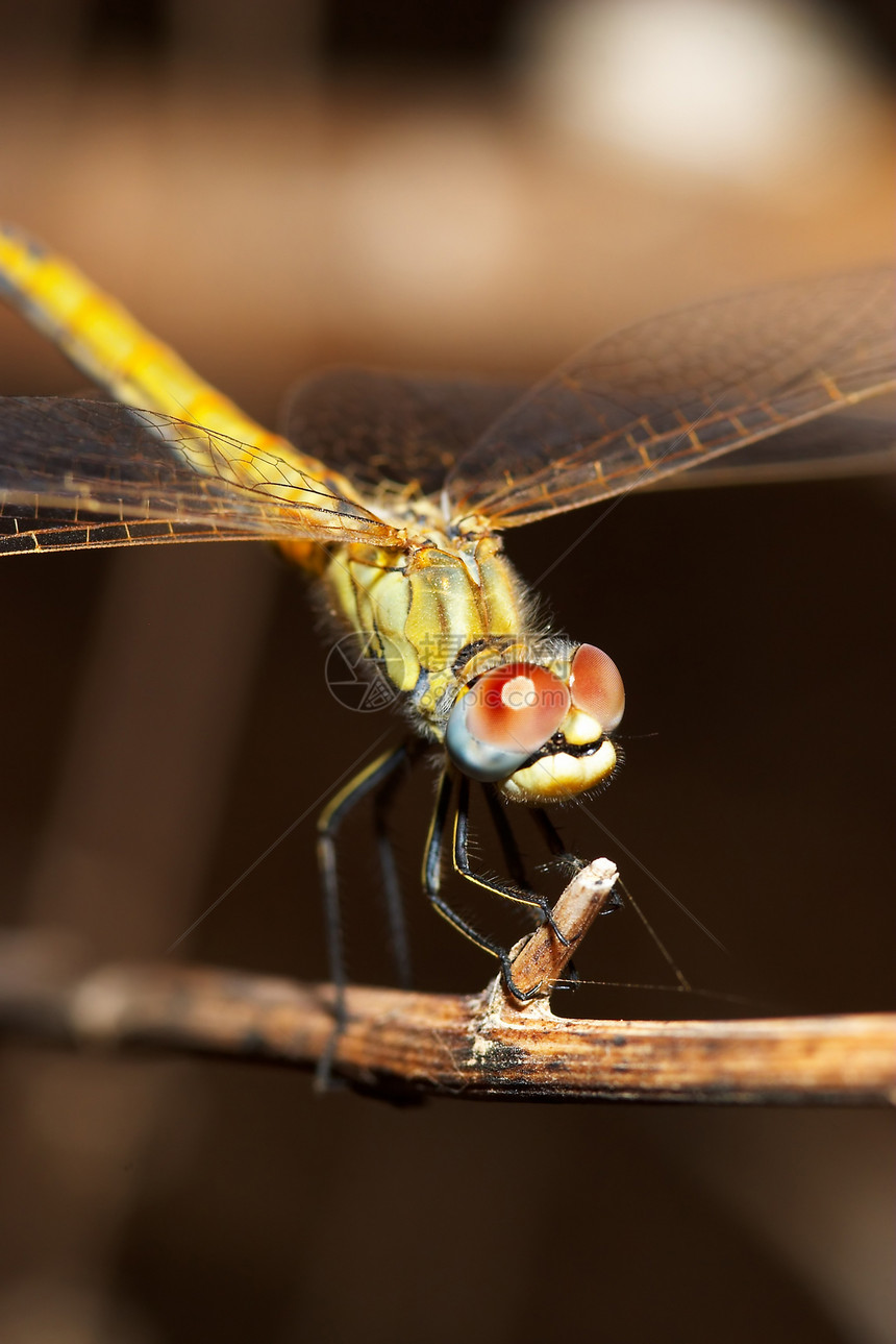 苍蝇共和性飞跃荒野脊椎动物眼睛昆虫蜻蜓翅膀野生动物翅目漏洞飞行图片