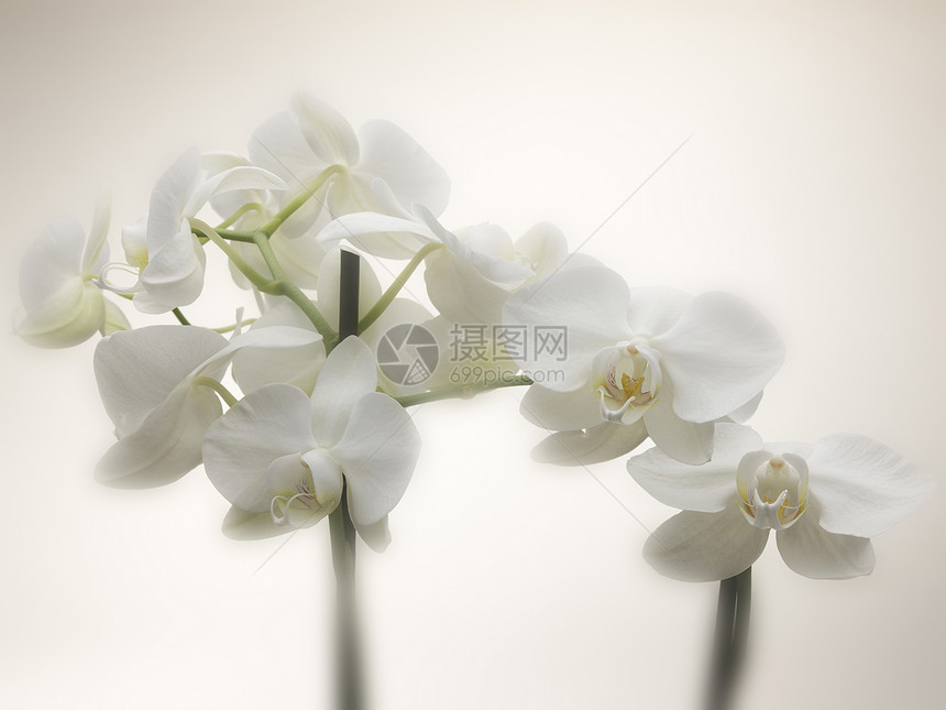 兰花花朵花园植物学婚礼花店宏观白色植物展示五胞胎图片