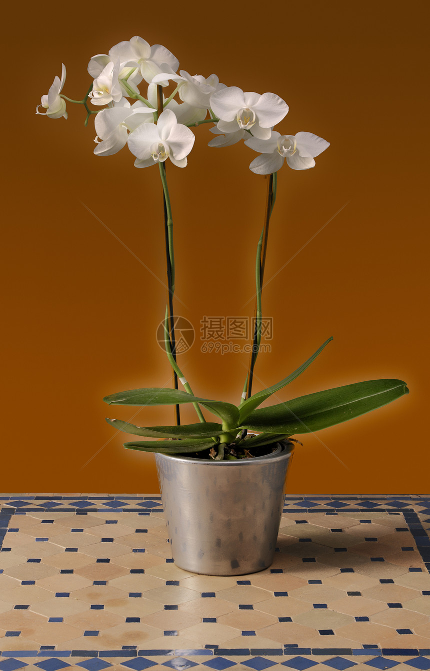 白兰花花瓣白色展示宏观花店园丁花园温室五胞胎植物图片