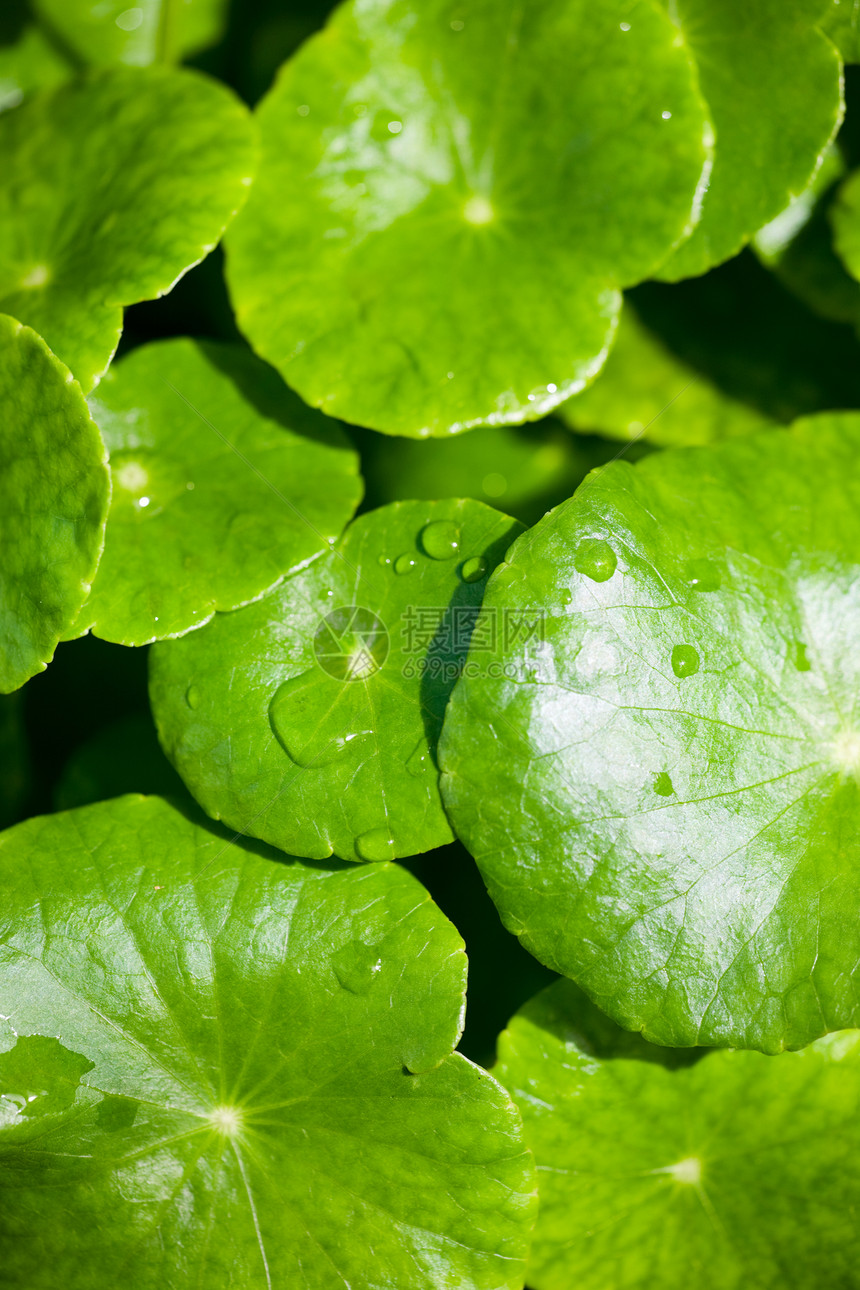 水滴花园宏观植物飞沫植物群环境雨滴生态生物学树叶图片