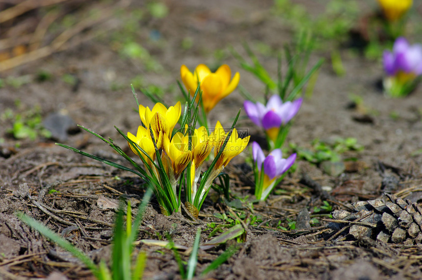 蓝色和黄色宏观季节太阳花园场地雌蕊植物群野花花束花序图片