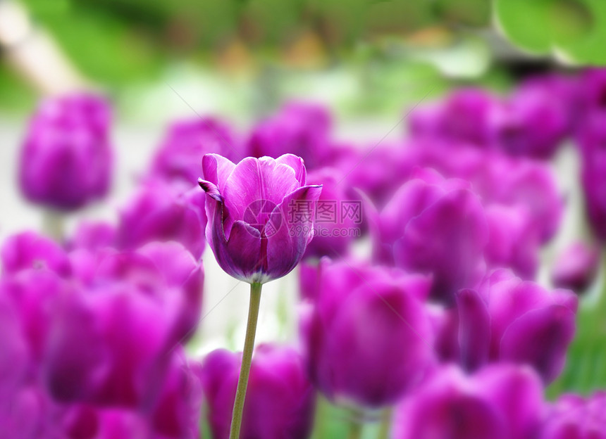紫色郁金花背景花园生长橙子公园植物种植晴天植物群园艺花坛图片