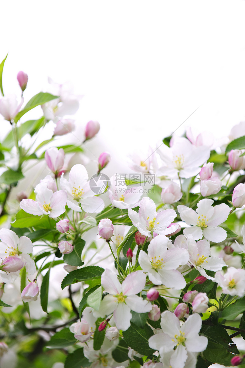 苹果开花背景投标框架植物群发芽压痛季节园艺花园农业柔软度图片