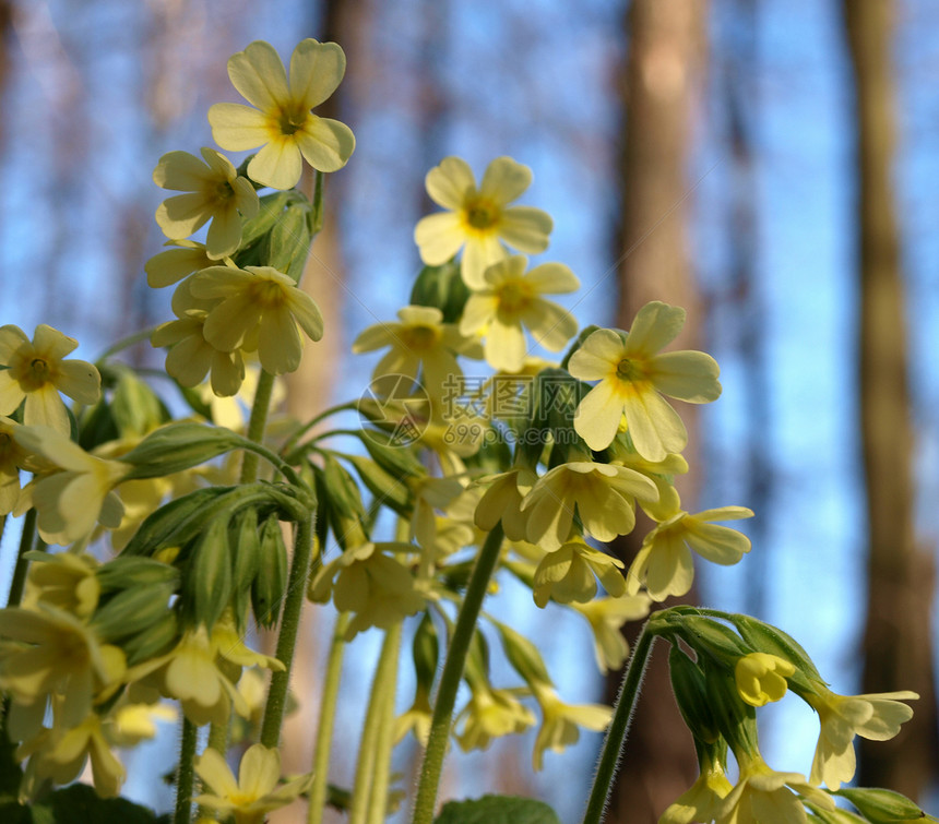 cowslip 剪贴草本植物绿色植物黄色天空图片