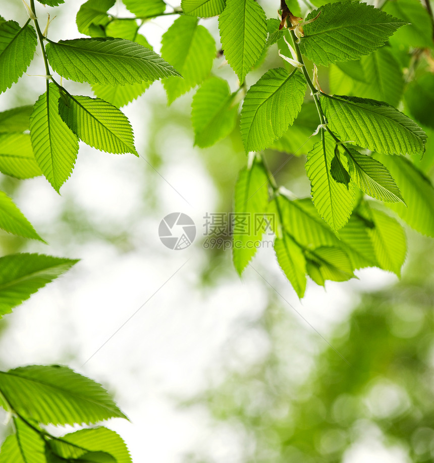 绿春叶叶子晴天树木绿色植物框架环境边界阳光榆树生态图片