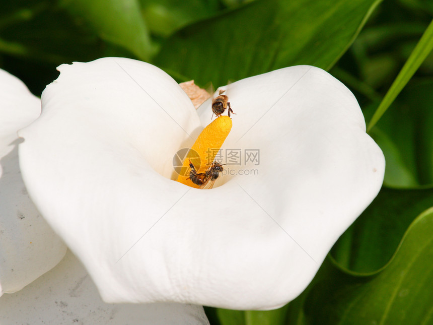 美丽的白百合花蜜蜂收集蜂蜜图片
