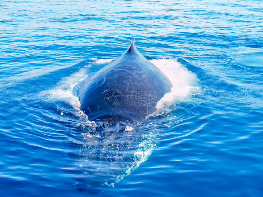 半淹没在海中的座头鲸哺乳动物蓝色游泳巴伦野生动物鲸鱼海洋迁移图片