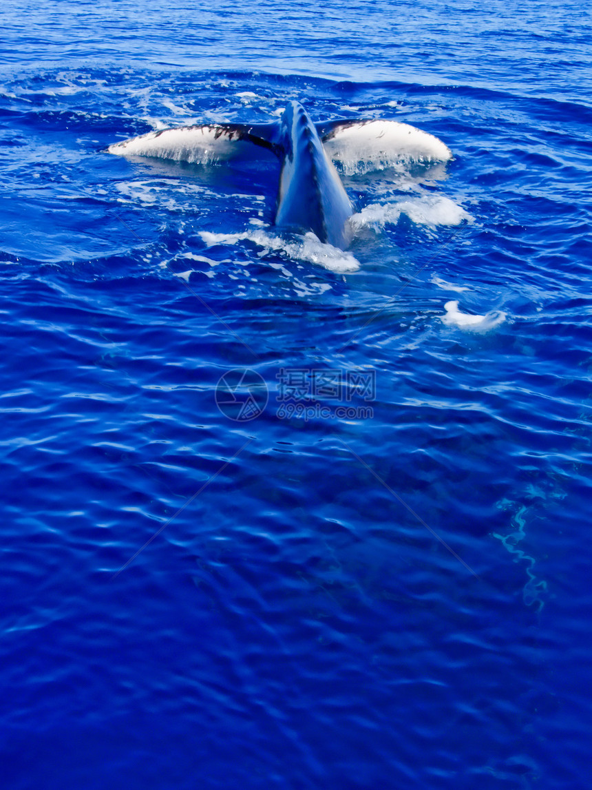 座头鲸在海洋中潜水的尾巴图片