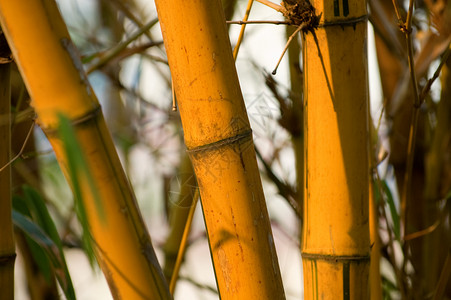 竹子管道棕色热带生物学植物圆形两极场地黄色木头高清图片